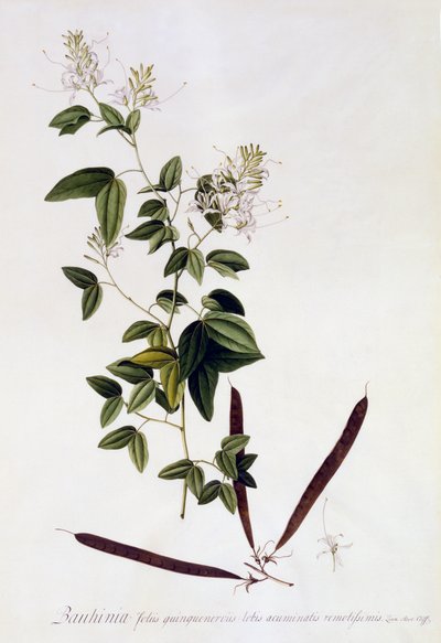 Bauhinia, c.1745 de Georg Dionysius Ehret